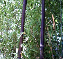 Black Bamboo Phyllostachys nigra